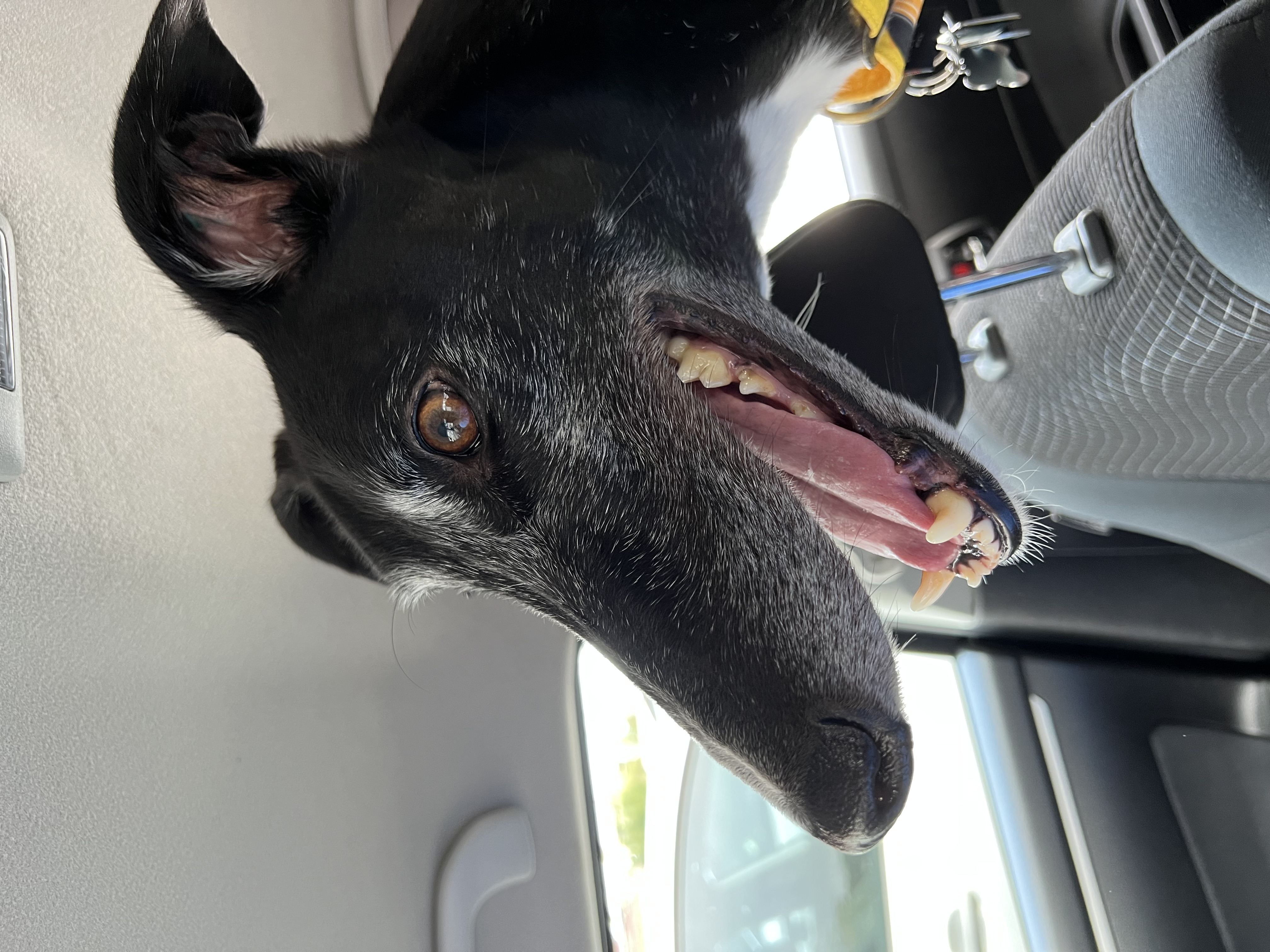 Side-on close view of a black greyhound's head. His mouth is open